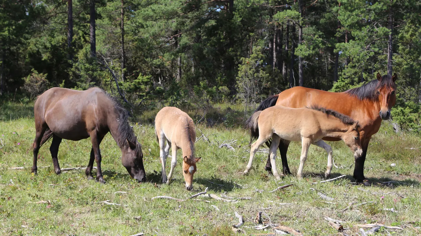 A flock of red-brownish horses outside, green trees in the background.