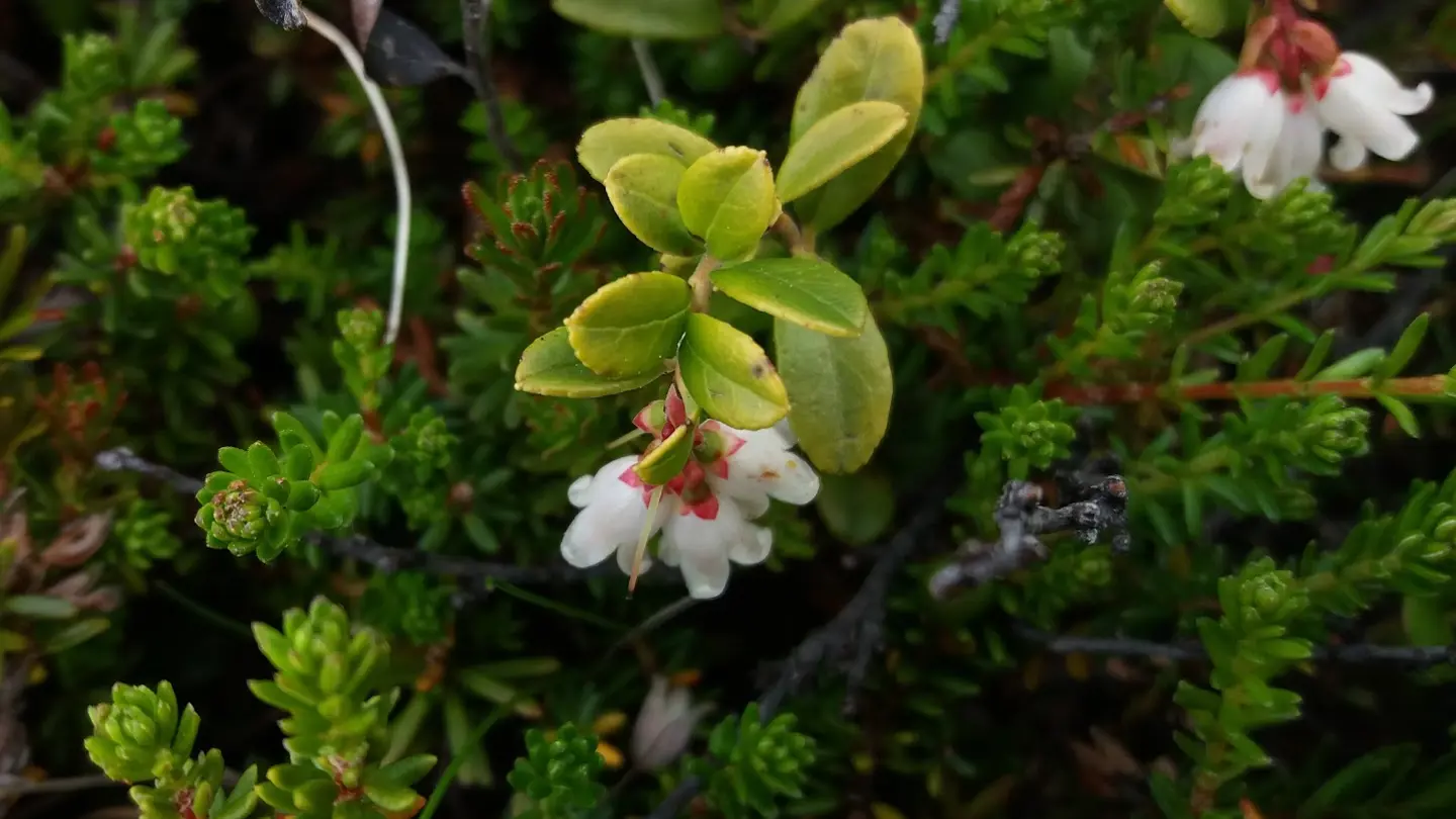 Bush with small white flowers.