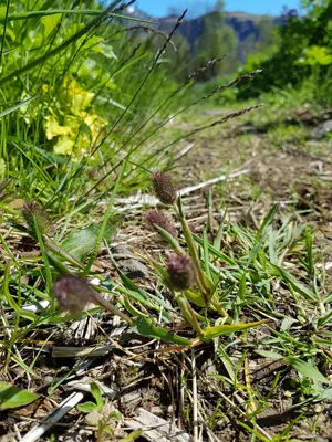 A small grass like plant growing on the ground, mountain in the background. 