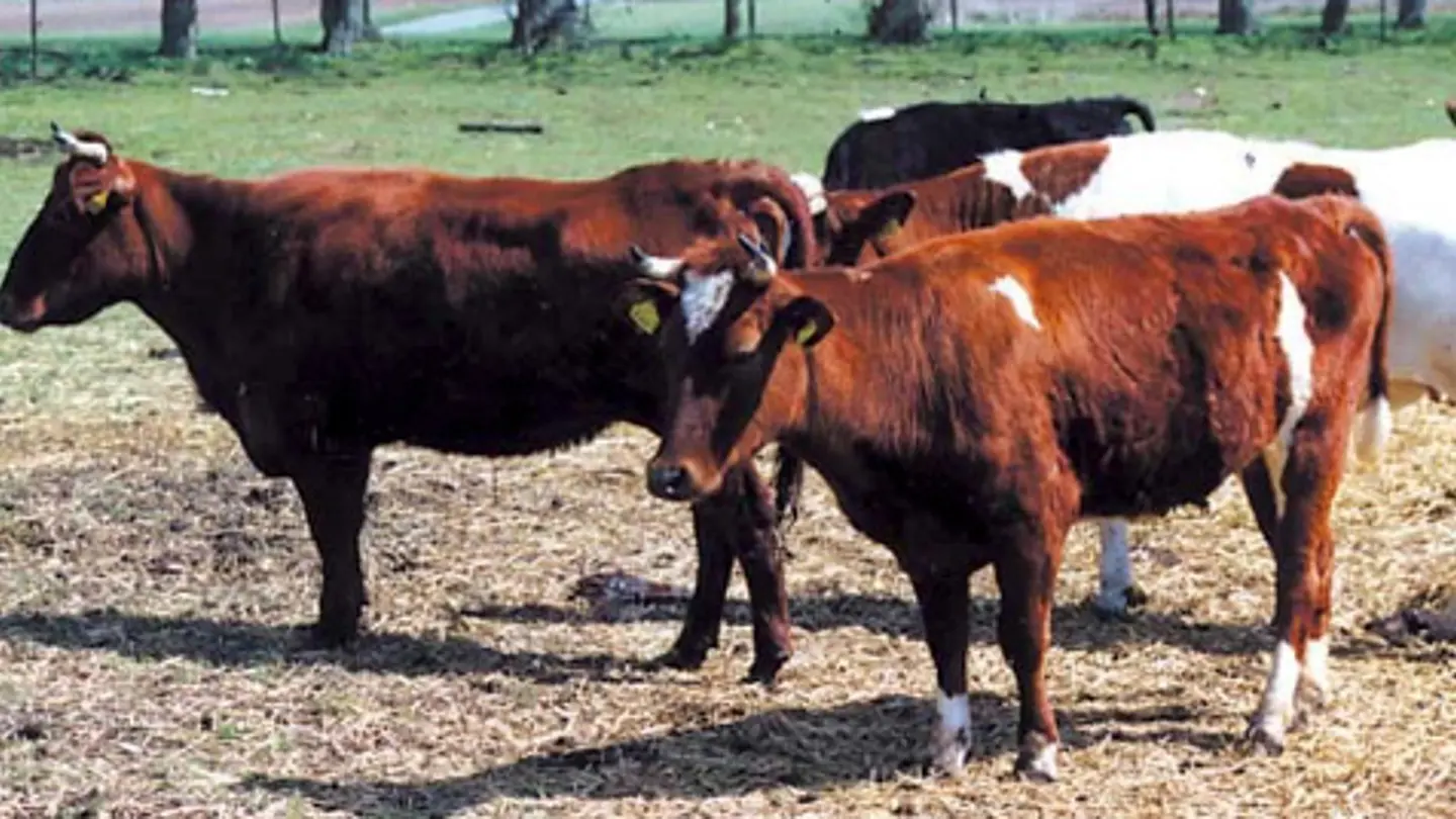 Red cows standing outside.