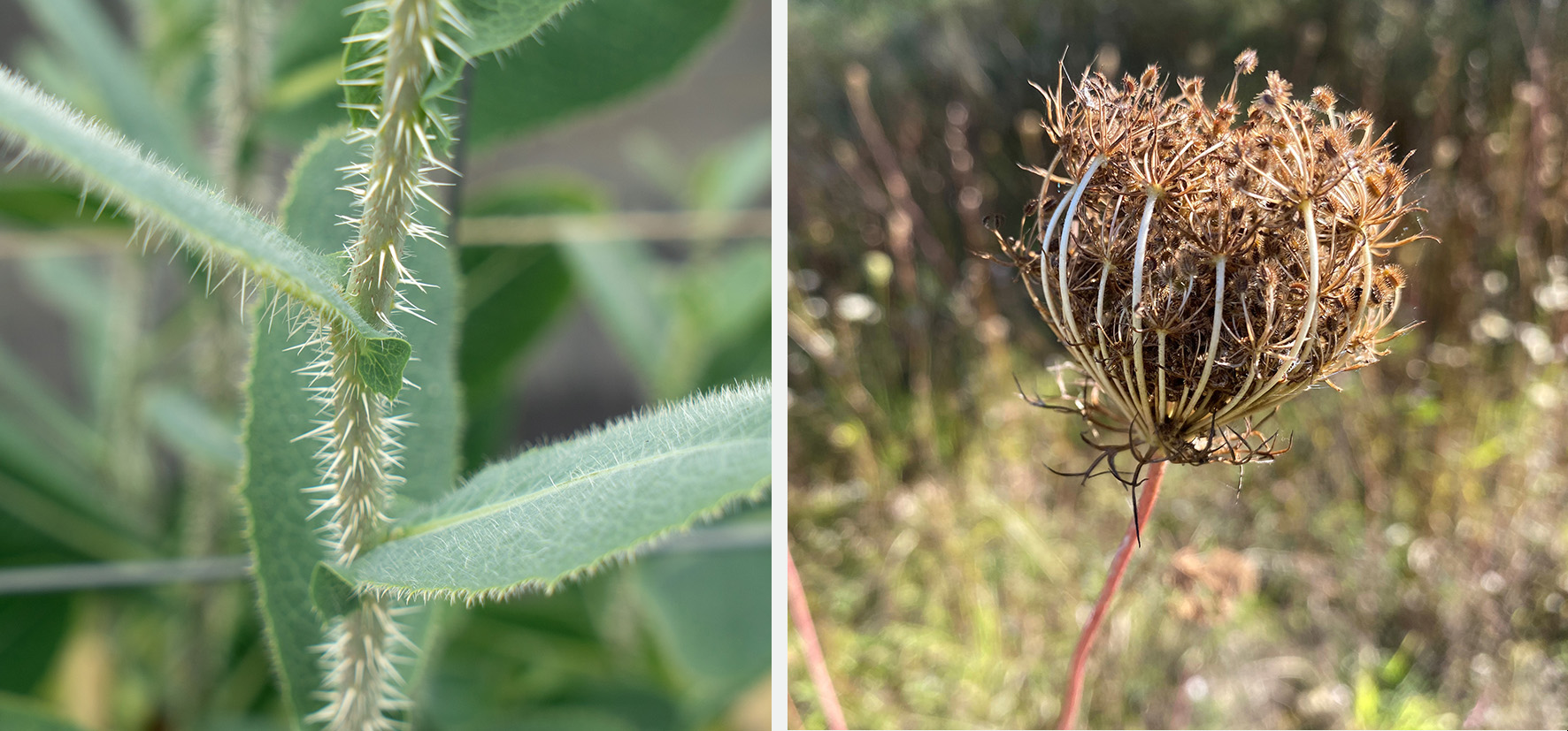 A collage of two photos showing a prickly green plant with large leafs and a dried seed pod on a plant growing in nature. 