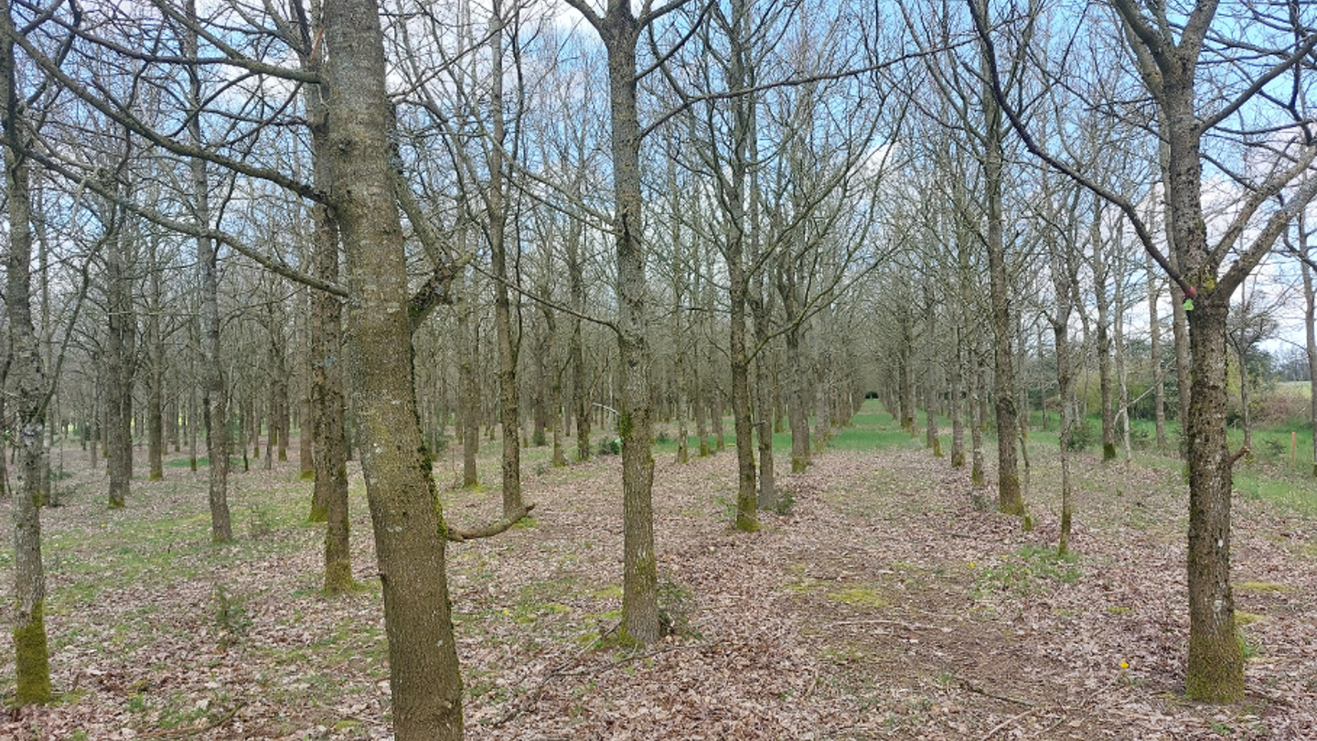 Long rows of trees.