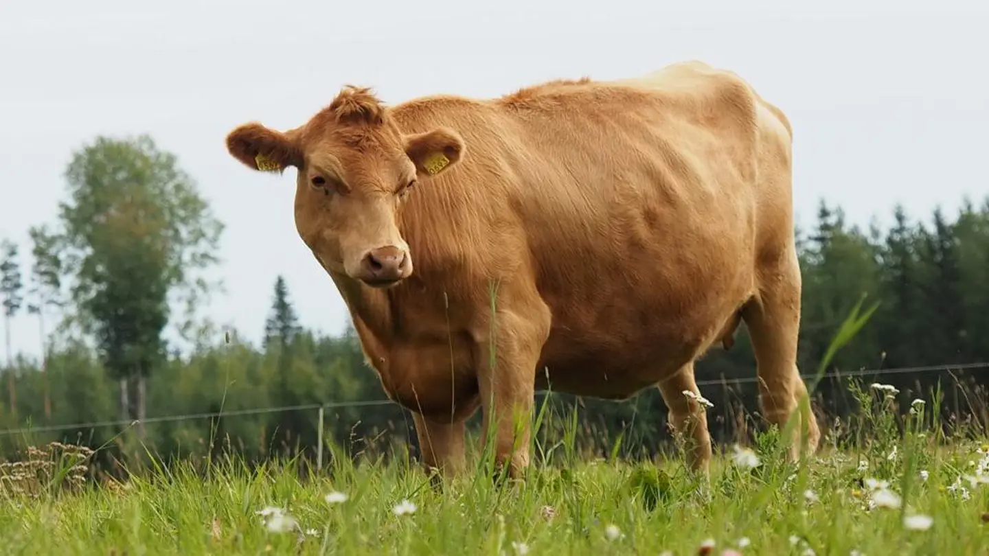 Brown-red cow standing on a field.