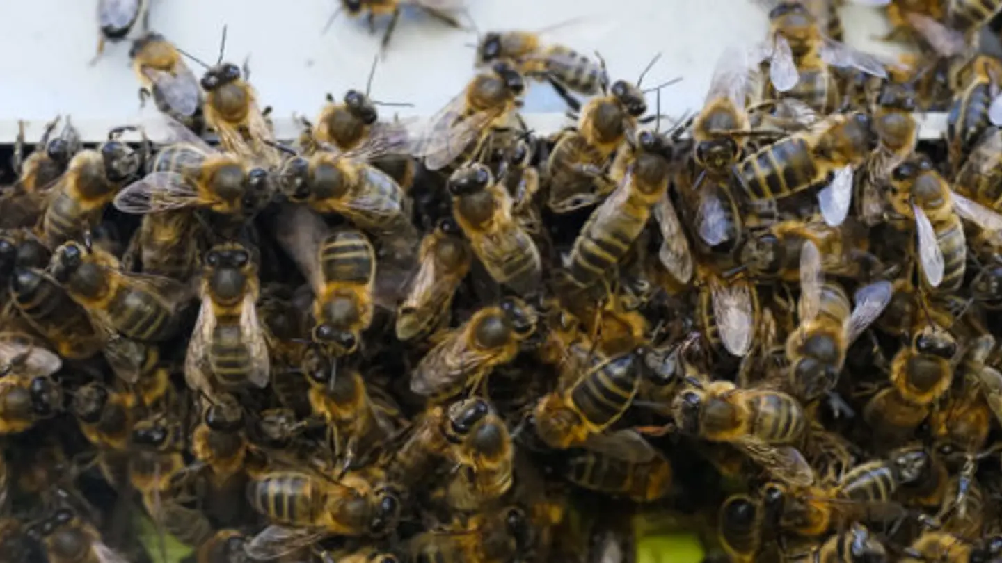 Bees in a beehive.