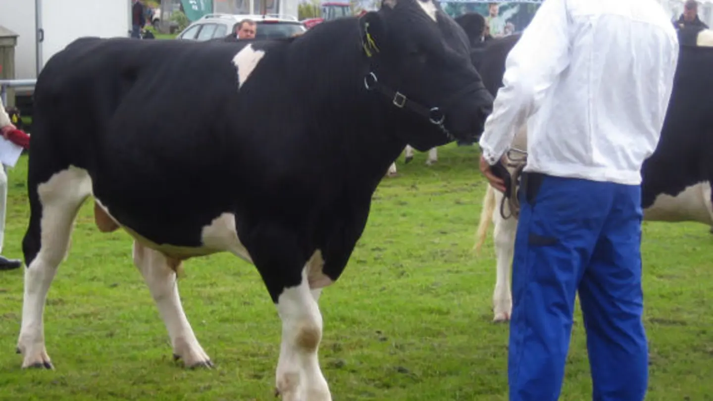 Black and white cow standing outside with a man.
