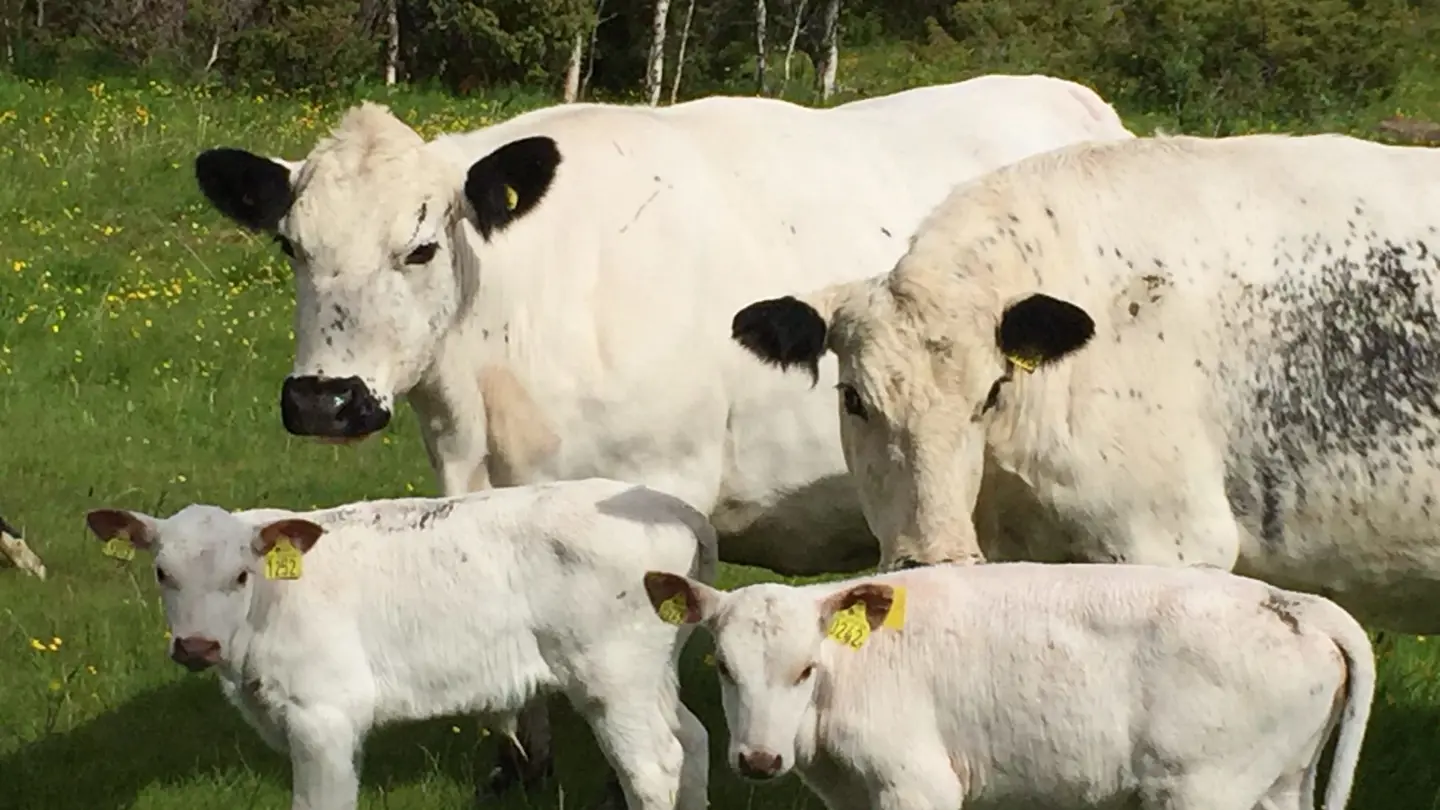 Two white cows with black eyeliner and two calves.