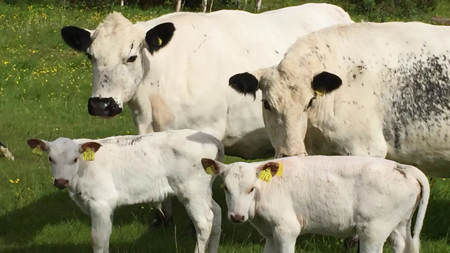 Two white cows with black eyeliner and in front two calves.