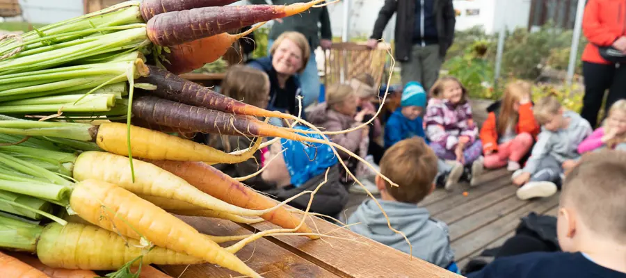 Close-up on carrots with children in the background