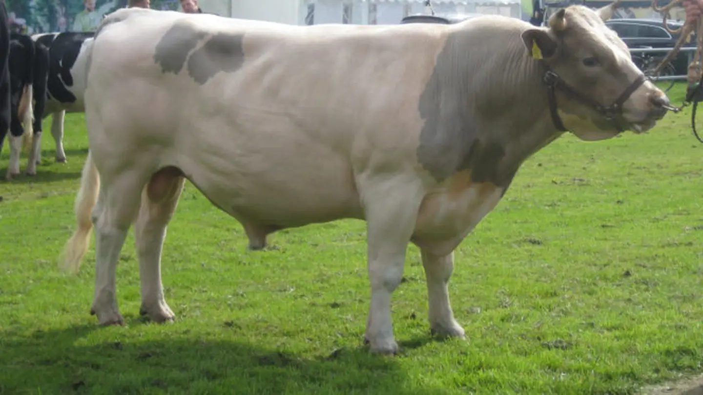 Grey bull standing outside with two persons.