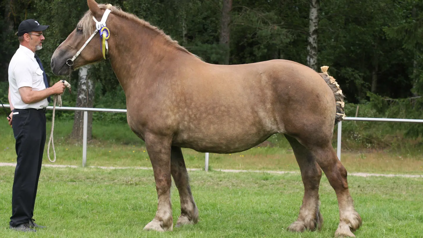 Brown horse and a man standing outside.