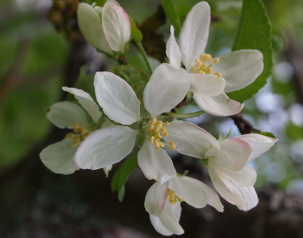 Tree branch with white flowers. 
