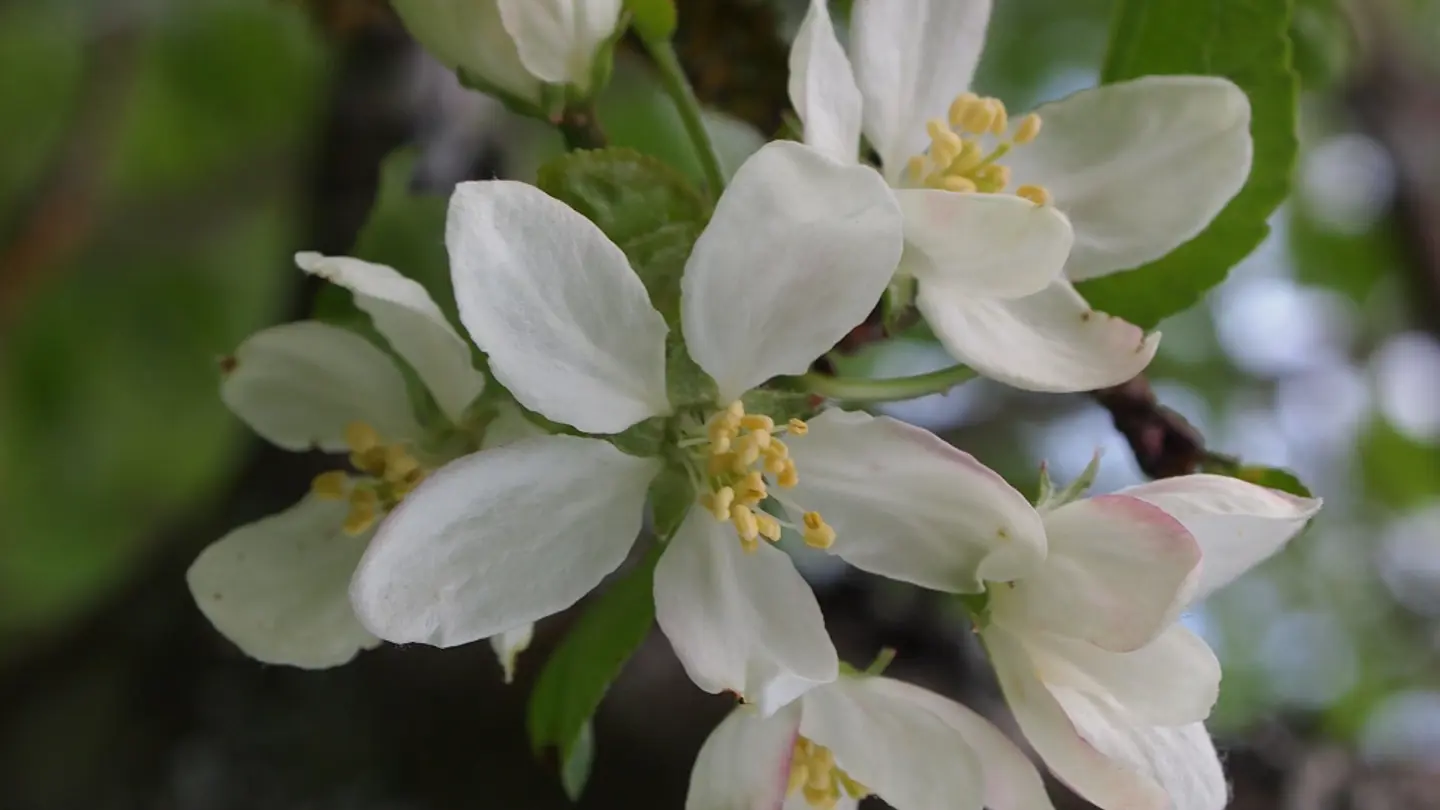Tree branch with white flowers.