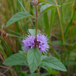 Purple flower on a green plant. 