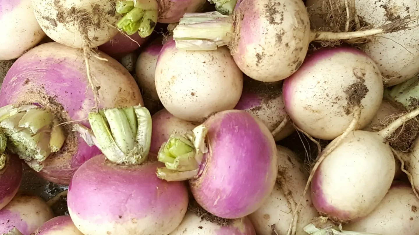 Photo of many harvested white-pink turnips with soil on them.