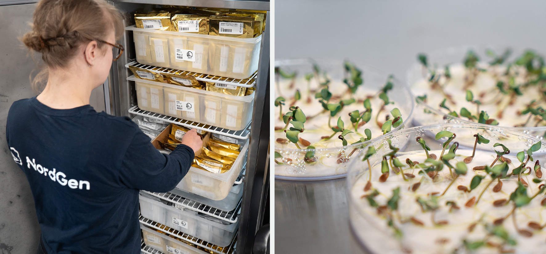 A collage showing a person in front of a freezer filled with small bags and seeds germinating. 
