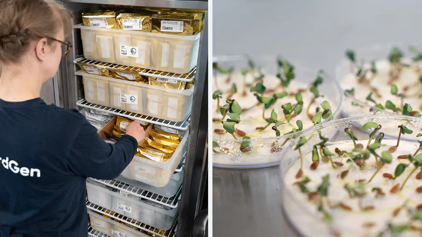 A collage showing a person in front of a freezer filled with small bags and seeds germinating.