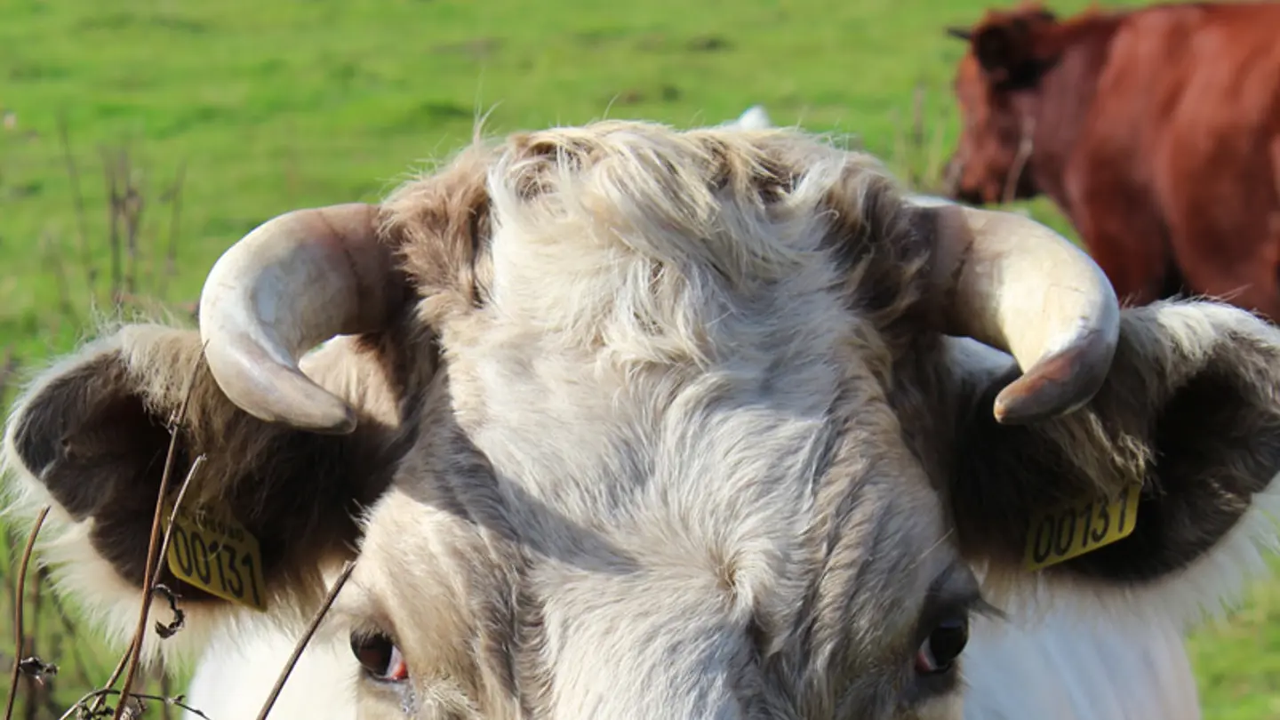 Grey bull staring in the camera.
