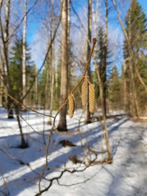 Close up of a tree bransch in the forest, snow on the ground. 