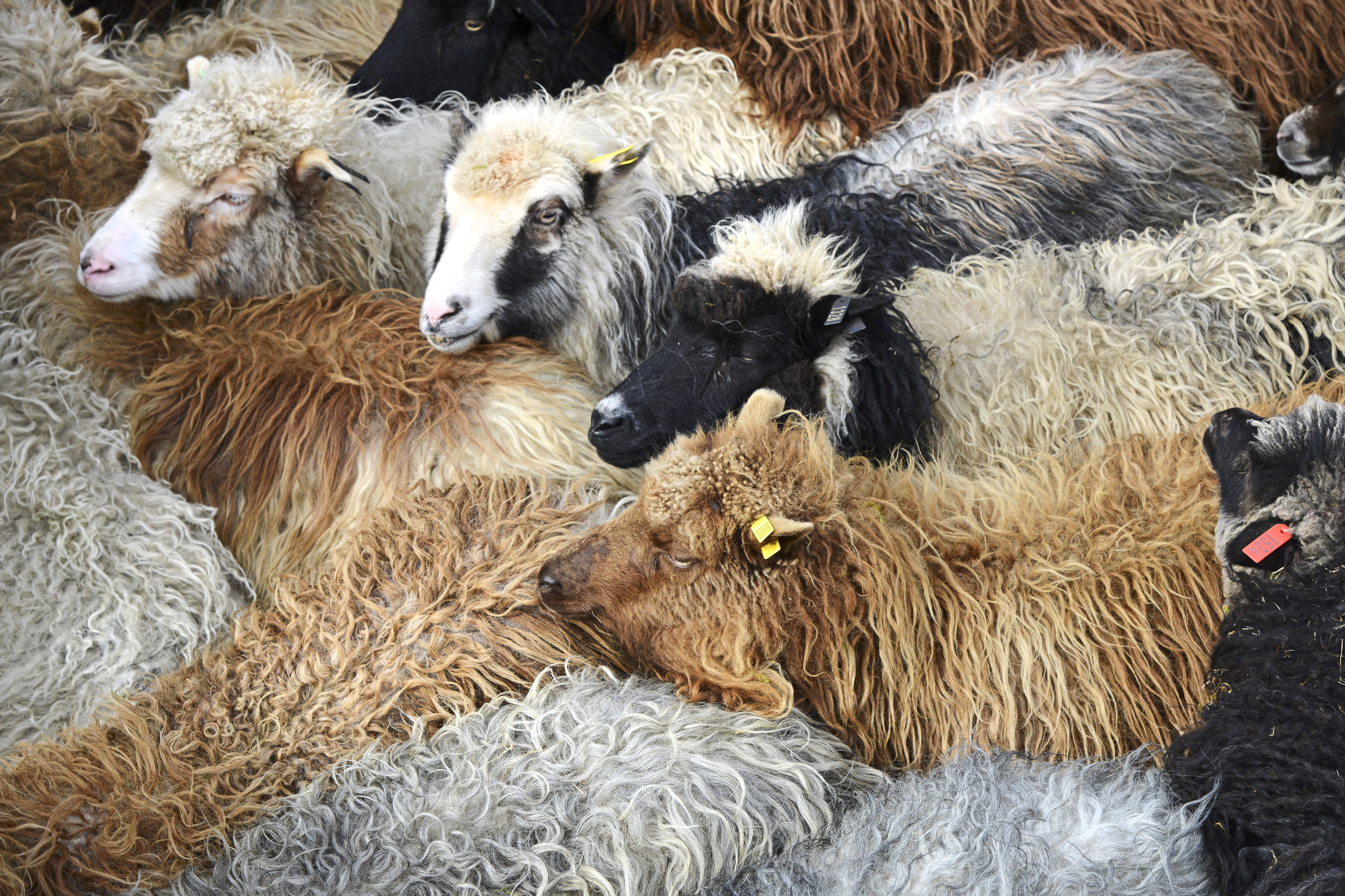 Several sheeps sen from above. 