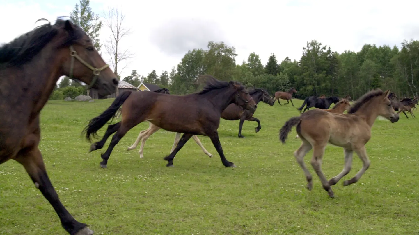 Several young horses running in the field.