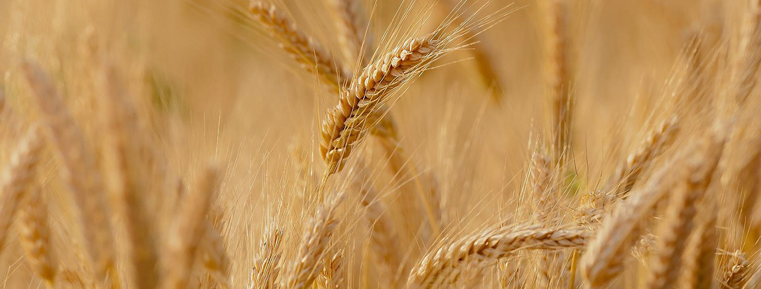 Panicle of wheat. 