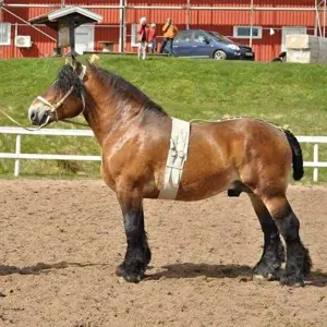 Brown stallion standing outside.
