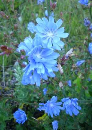 Plant with blue flowers. 