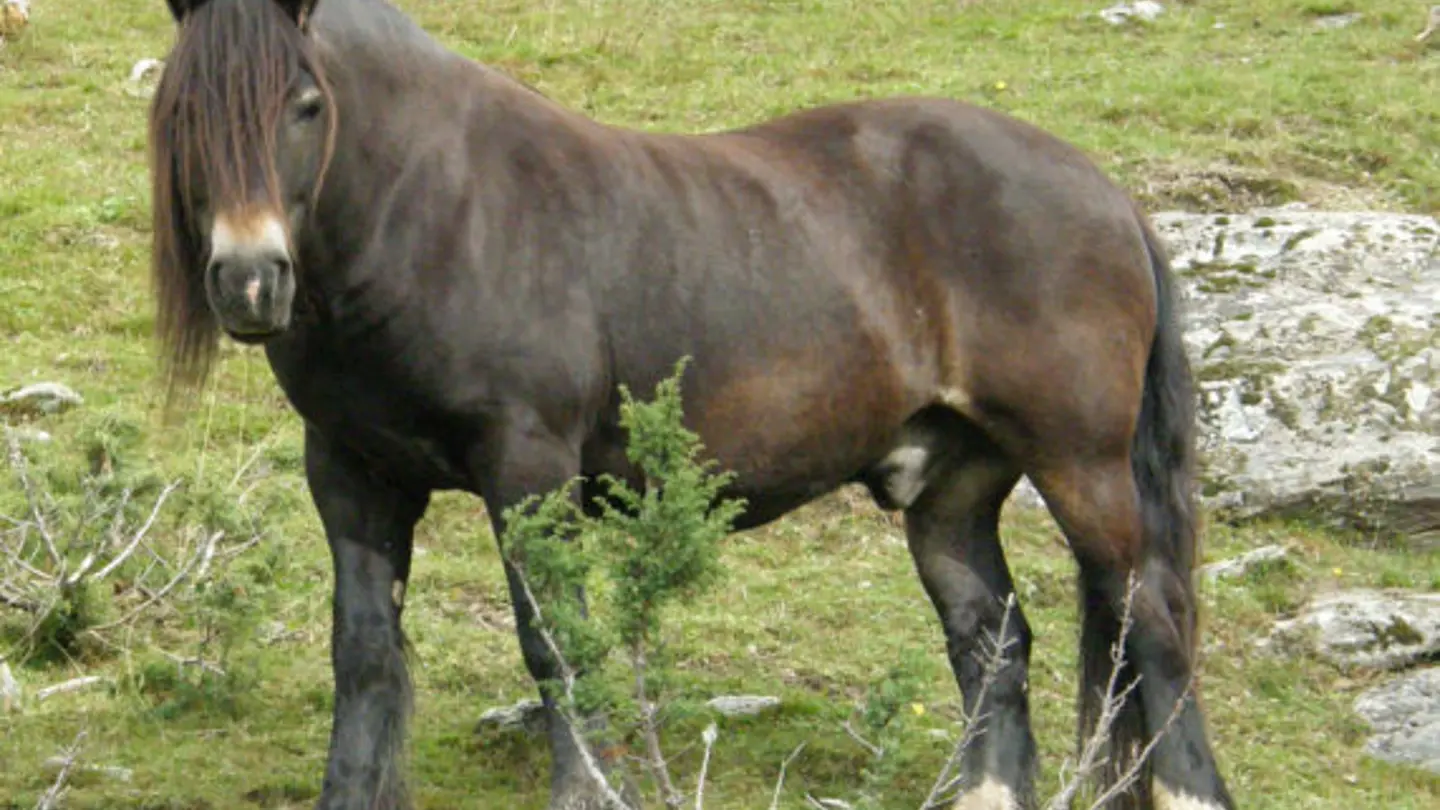 A brown horse standing in nature.