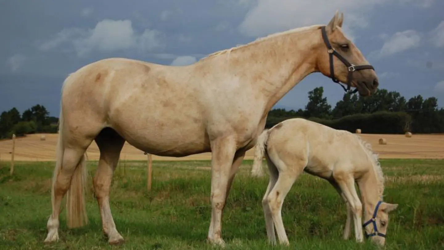 Adult horse with foal.