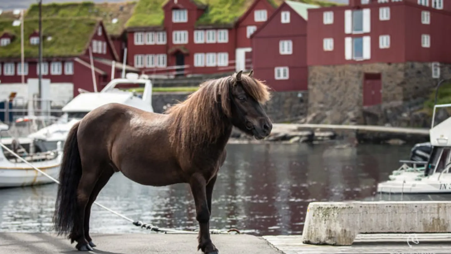 Horse standing in a harbour, water and old houses in the background.