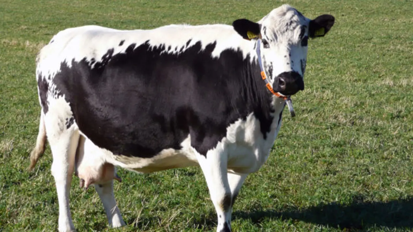 White cow with black parts standing on a grass field.