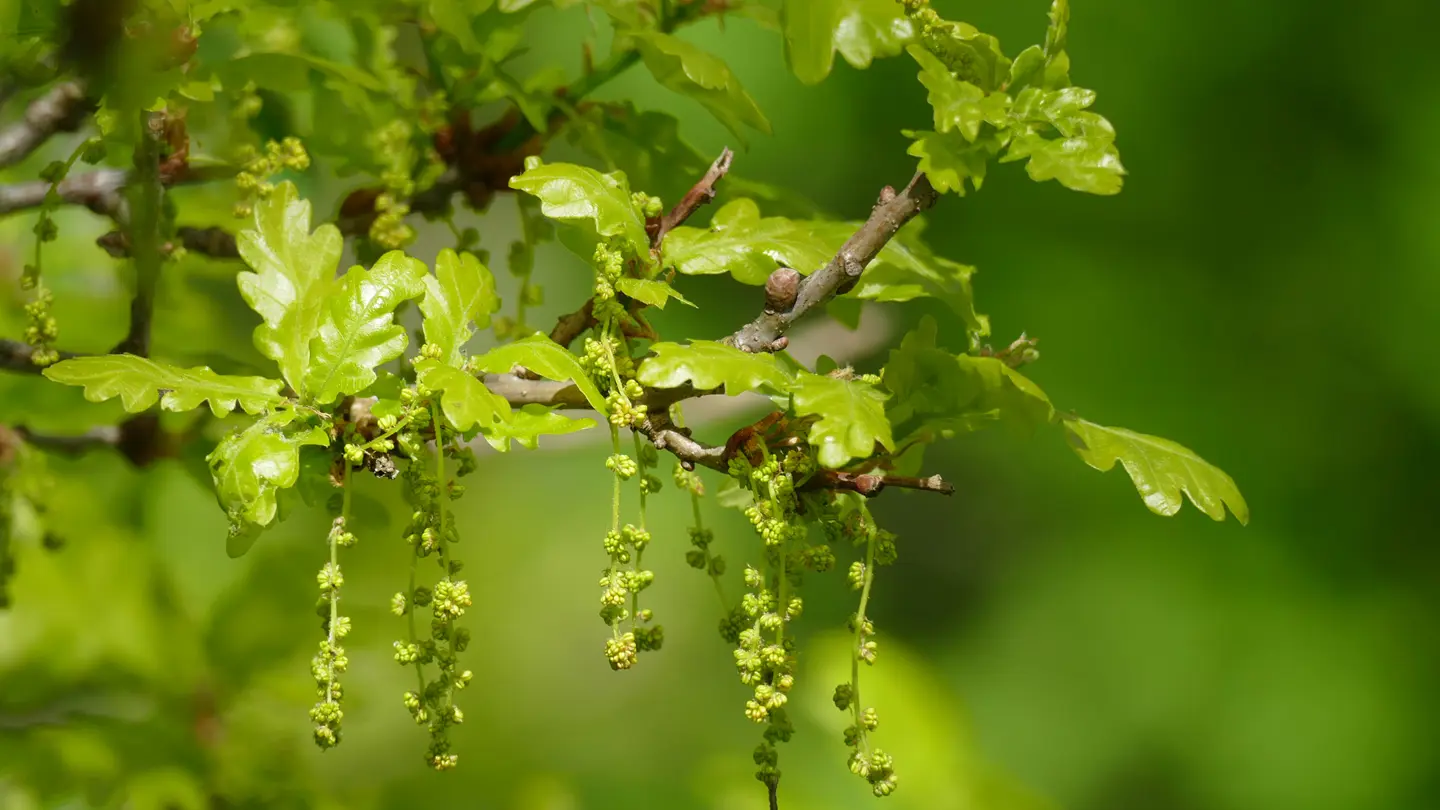 Closeup of leafs and inflorescence.