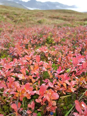 Small plants with red leafs and blue berries, mountains in the background. 