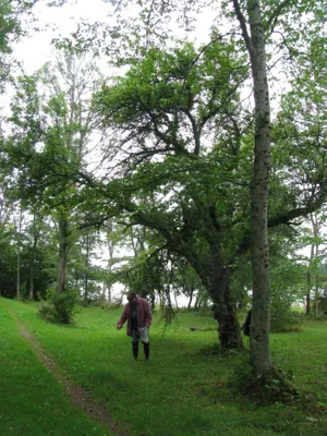 A man standing under a tree. 