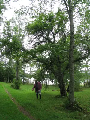 A man standing under a tree.