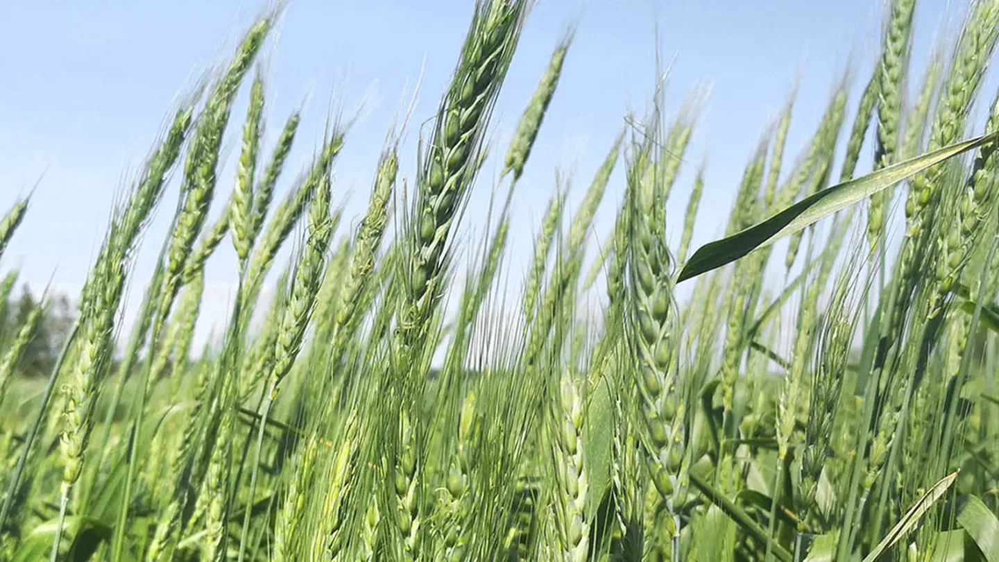 A field of green wheat plants