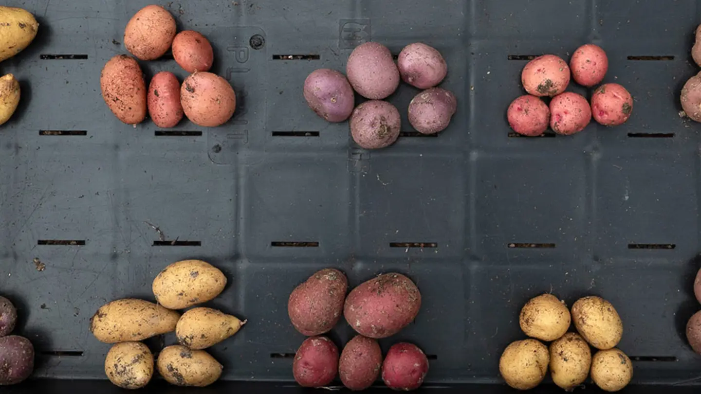 Several different varieties of potatoes with different colors.