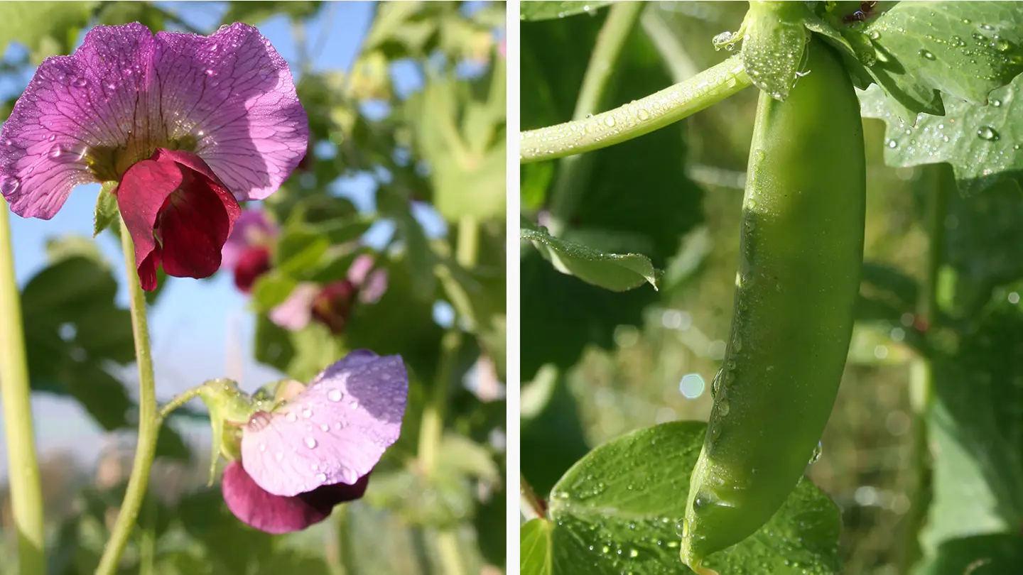 Collage showing a flowering plant an a green pea pod.