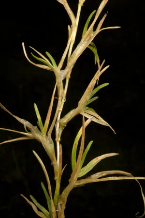 Detail of a grass plant. 