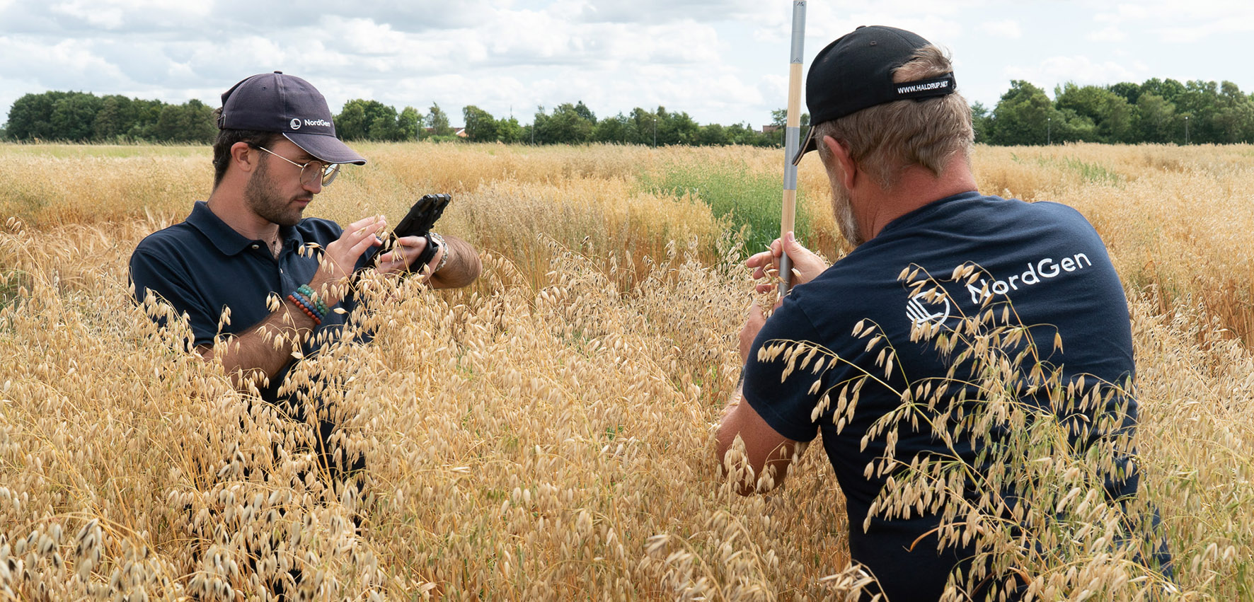Two men are standing in an oat field, measuring the plants. 