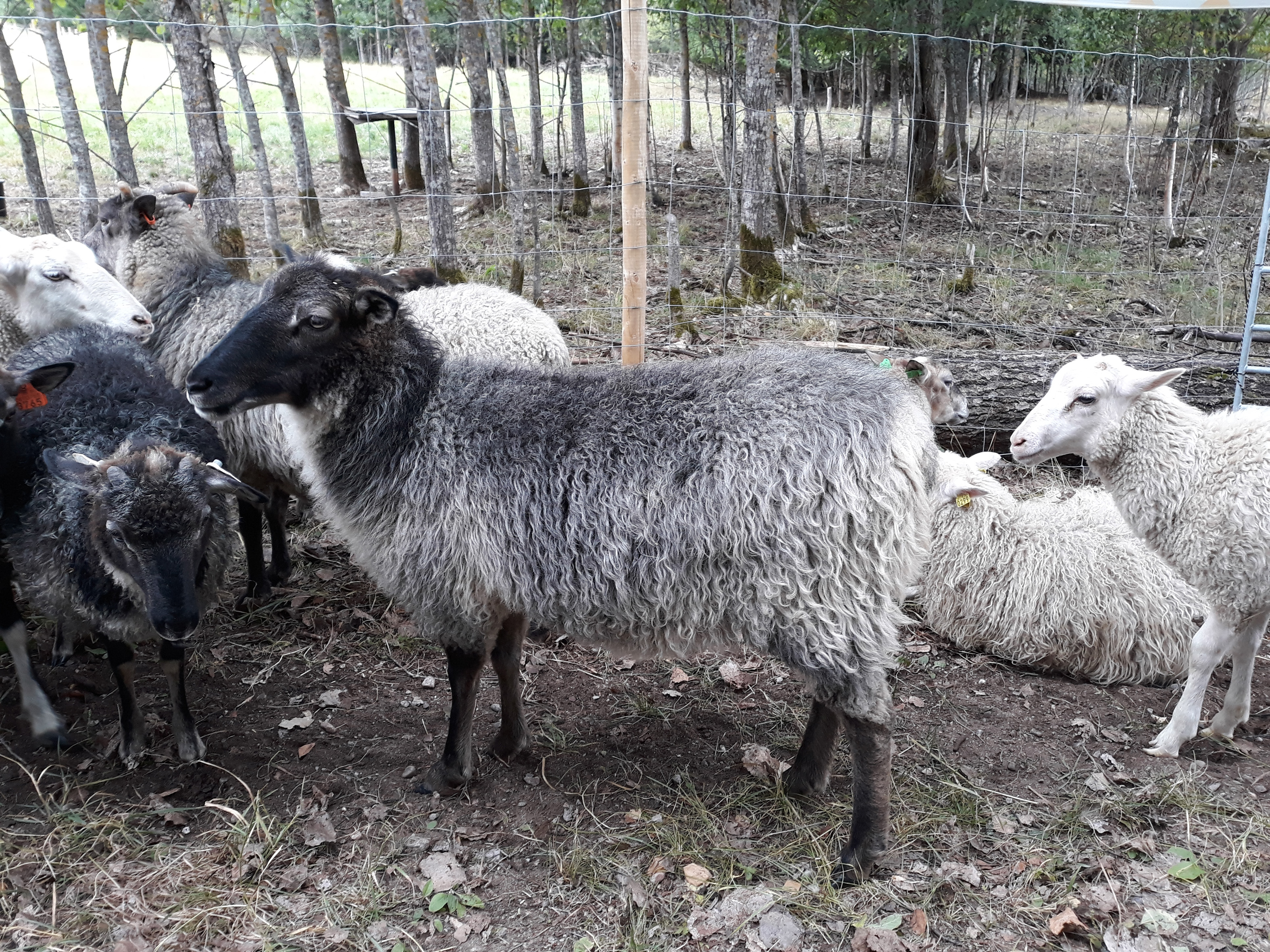 Black and grey sheeps.