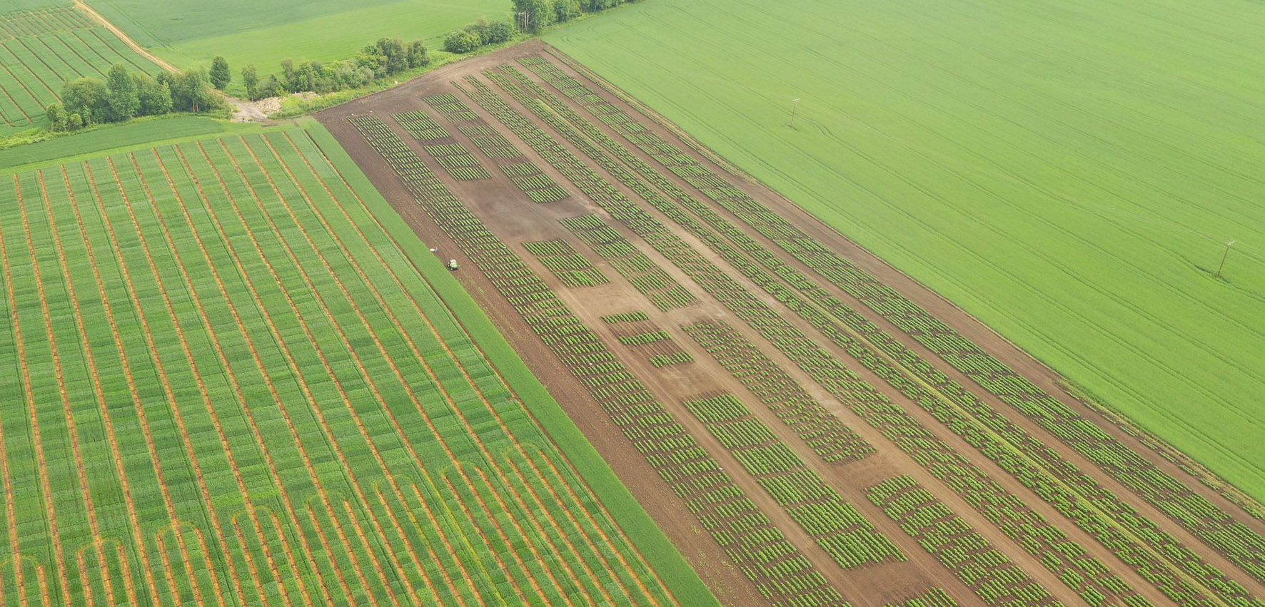 Field cultivation seen from above. 