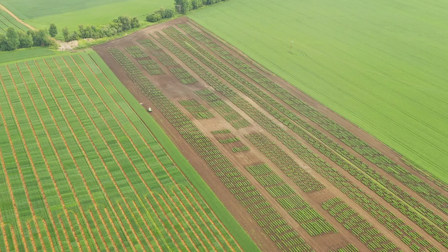 Field cultivation seen from above.