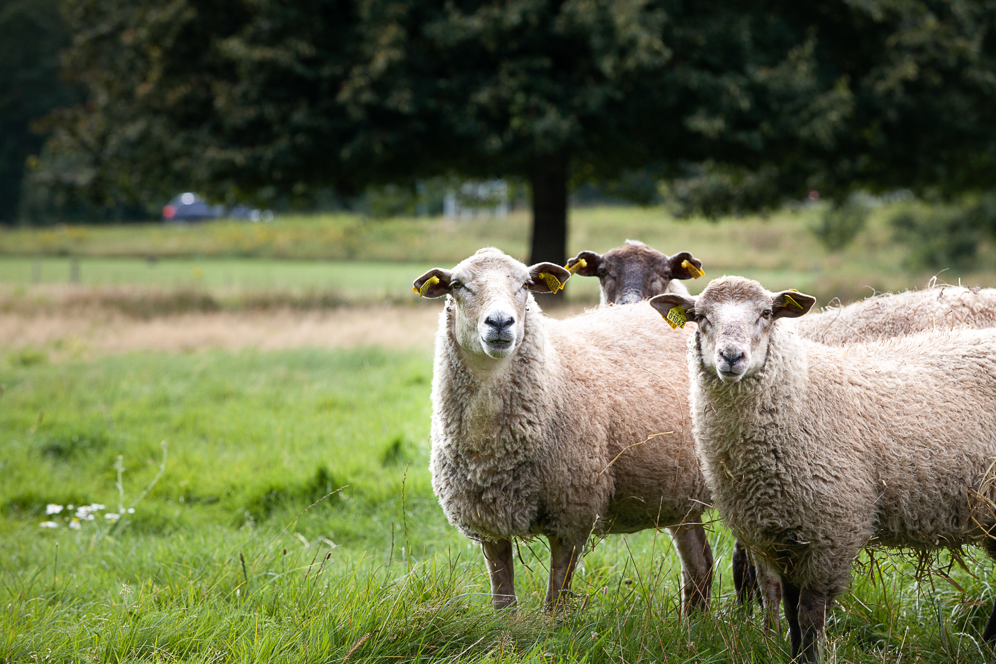 Two white sheeps standing on a green meadow looking into the camera.