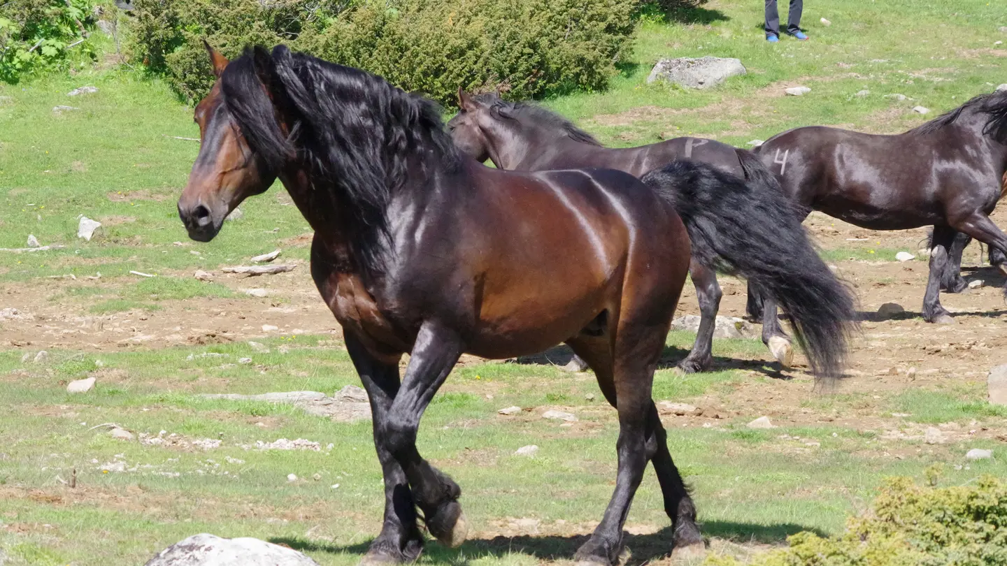 Brown horse walking on a field with other horses in the background.