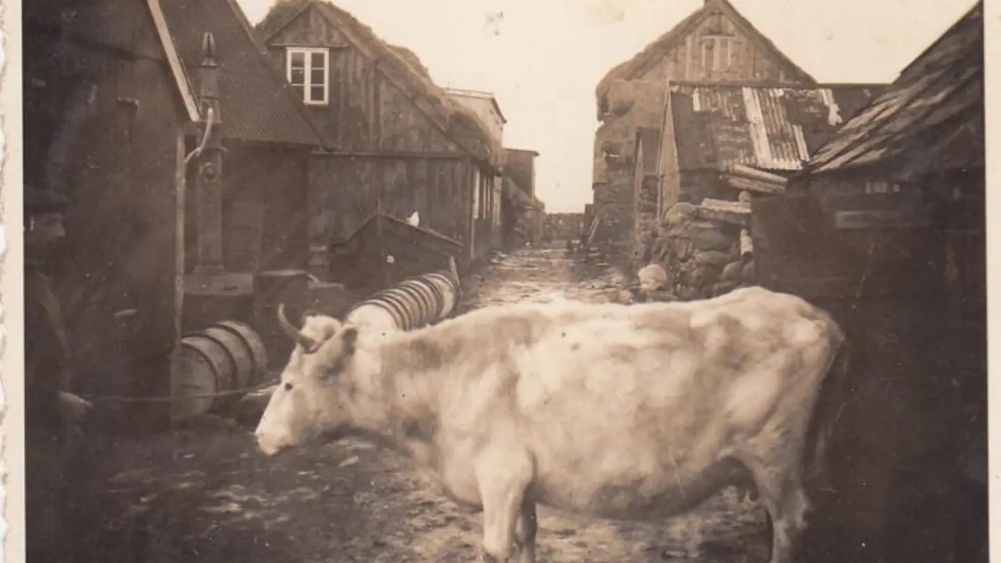 Old black and white photo of a cow standing infront of houses built by wood.