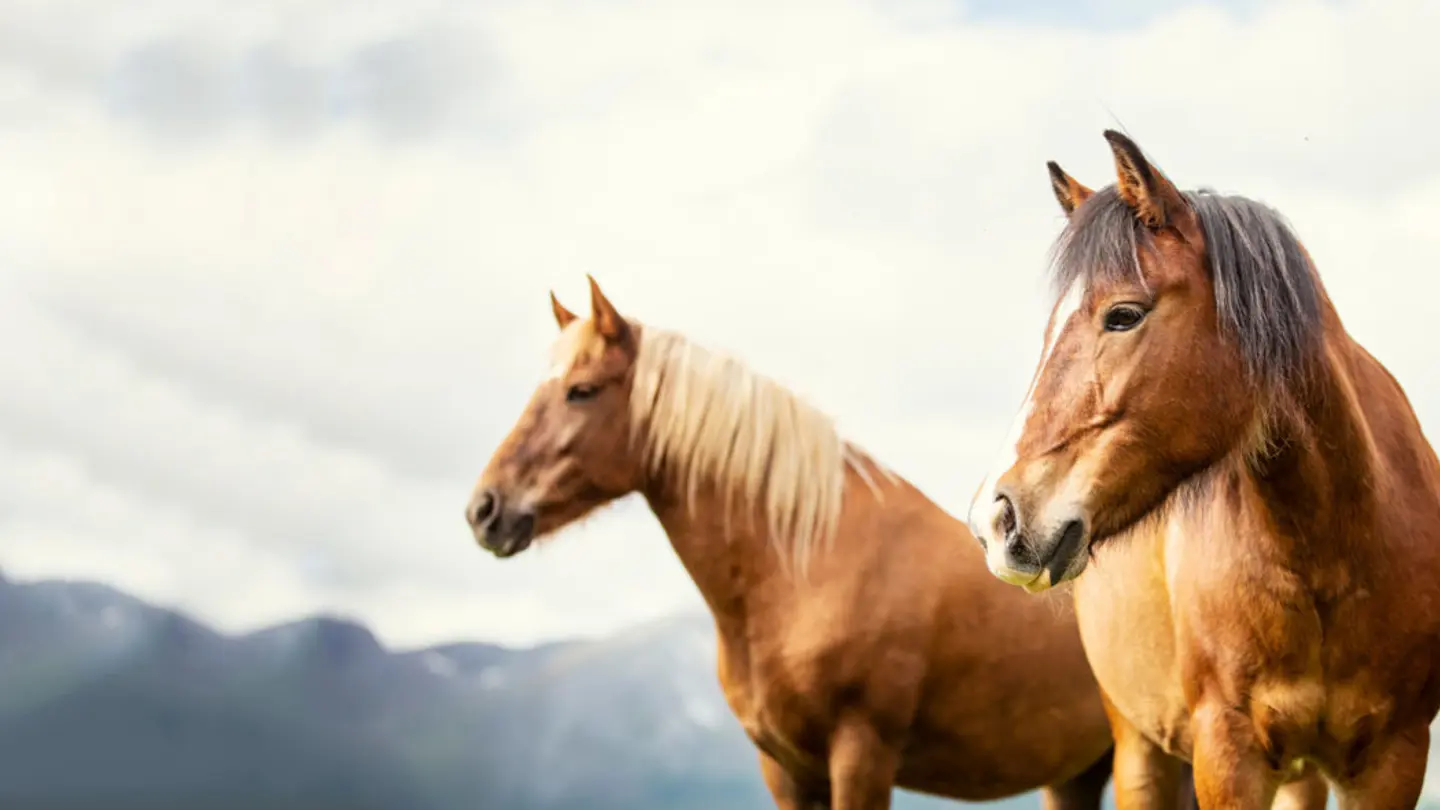 Two horses with mountains in the background.