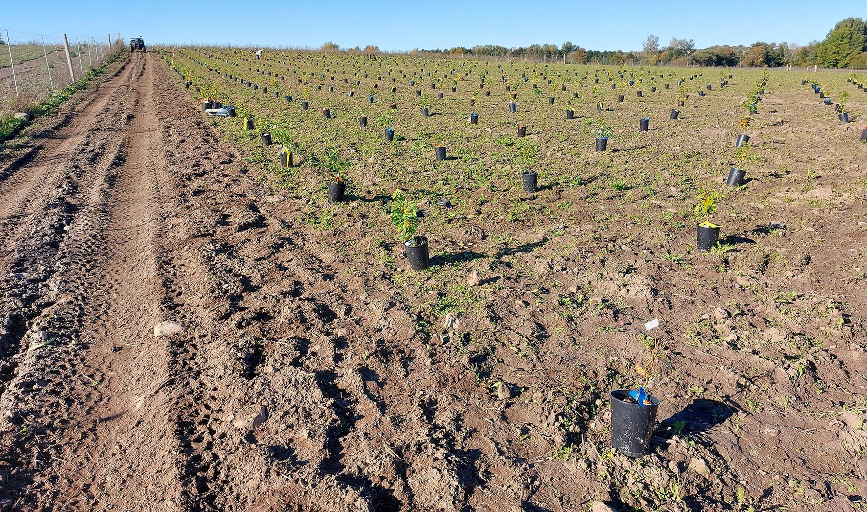 A field with long rows of tree plants. 