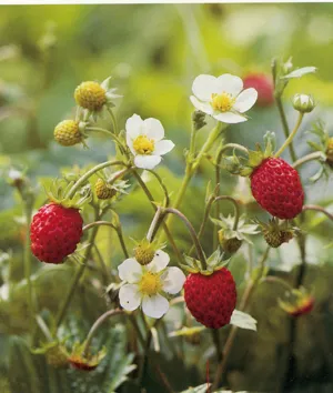 Red berries growing on a plant with white flowers. 