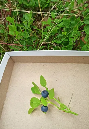 Picked blue berries lying on a peace of paper. 